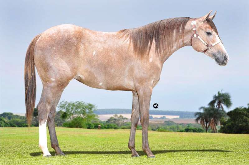 ZORRERO BIG DOC Cavalo que vem se destacando no Maranhão